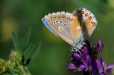 Himmellblauer-Baeuling-Plyommatus-bellargus-Maenchen--Aberration--krodeli-Dollnstein-Fraenkischer-Jura-_4_-PS.jpg