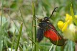 Hochalpenwidderchen-_Zygaena-exulans_-Lechtaer-Alpen-circa-2300m-PS.jpg