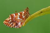 Hochmoor-Perlmuttfalter-Falter-_Boloria-aquilonaris_-Pfaffenwinkel-_1_-PS-2.jpg