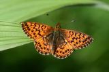 Hochmoor-Perlmuttfalter-Falter-_Boloria-aquilonaris_-Pfaffenwinkel-_2_-PS.jpg