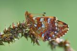 Hochmoor-Perlmuttfalter-Falter-_Boloria-aquilonaris_-Pfaffenwinkel-_4_-PS.jpg