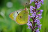 Hochmoorgelbling--(Colias-palaeno)-W-PS-2.jpg