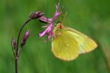 Hochmoorgelbling-Colias-palaeno-M.jpg