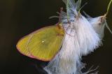 Hochmoorgelbling-_Colias-palaeno_-m-Pfaffenwinkel--_2_-PS.jpg