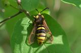 Hornissen-Glasfluegler-_Sesia-apiformis_-Donauauen_2_-PS-5.jpg