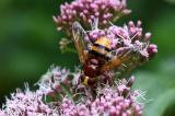 Hornissenschwebfliege-_Volucella-zonaria-Hafenlohrtal-_4_-PS.jpg