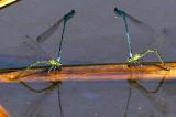 Hufeisen-Azurjungfer_Coenagrion-puella_doppelte-Eiablage-PS-2.jpg