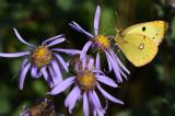 Hufeisenklee-Gelbling-_Colias-alfacariensis_-sive-Goldene-Acht-_Colias-hyale_-auf-Berg-Aster-_Aster-amellus_-Ries_-Ro.jpg