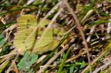 Hufeisenkleegelbling-Colias-alfacariensis-bei-Eiablage--und-Ei-auf-Hufeisenklee-Lechaue-PS.jpg