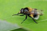 Hummel-Waldschwebfliege-Volucella-bombylans-Lechauen-PS.jpg