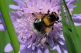 Hummel-Waldschwebfliege-Volucella-bombylans-Lechauen-_2_-PS.jpg