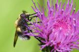 Hummel-Waldschwebfliege-_Volucella-bombylans__Stadtwald-Augsburg-PS.jpg