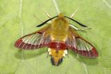 Hummelschwaermer_Hemaris_fuciformis_Memmingen-Dickenreishausen_an_roter_Heckenkirsche_Lonicera_xylosteum_e_l_-24_06_2014-PS.jpg