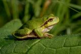 Hyla-arborea-Laubfrosch-Paartal-1-PS.jpg