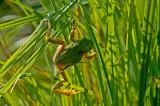 Hyla-arborea-Laubfrosch-Paartal-3-PS.jpg