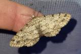 Hypomecis-punctinalis-PS-2.jpg