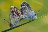 Idas-Blaeling-Plebejus-idas-Maennchen-Flugplatzheide-Augsburg-PS.jpg