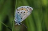 Idas-Blaeling-Plebejus-idas-Maennchen-Lechauen-PS.jpg