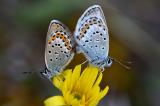 Idas-Blaeuling-Plebejus-idas-Lechauen-_2_-PS.jpg