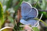 Idas-Blñuling-_Plebejus-idas_--Graubuenden-circa-2400m-_4_-PS.jpg