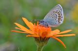 Idas-Blñuling-_Plebejus-idas_--Graubuenden-circa-2400m-_5_-PS.jpg