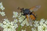 Igelfliege-_Tachina-fera_-Lechauen-PS.jpg