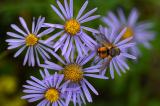 Igelfliege-_Tachina-fera_-auf-Bergaster-_Aster-amellus_-Hennebergische-Rhoen-PS.jpg