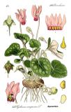 Illustration_Cyclamen_purpurascens0-PS.jpg