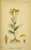 Jacobaea_erucifolia-PS-3.jpg