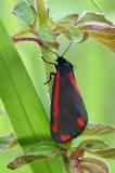 Jakobskrautbaer-_Tyria-jacobaeae_-Lechauen-_2_-PS-2025.jpg