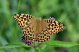 Kaisermantel_Argynnis-paphia_forma_valesina_w_Lechauen-PS.jpg