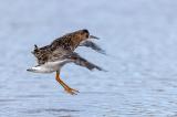 Kampflaeufer-_calidris-pugnax_-_11-von-21_-PS.jpg