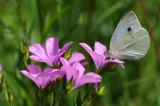 Karstweissling-_Pieris-mannii_-auf-Klebrigem-Lein-PS.jpg