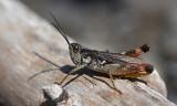 Kiesbank-Grashuepfer-_Chorthippus-pullus_-m-Tiroler-Lech-_3_-PS-2025-5.jpg