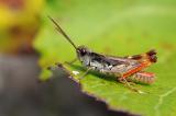 Kiesbankgrashuepfer-Chorthippus-pullus-M-Wildflussaue-Ammereinzugsgebiet-_3_-PS.jpg