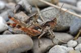 Kiesbankgrashuepfer-Chorthippus-pullus-Tiroler-Lech-PS.jpg