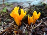 Klebriger_Hoernling__Calocera_viscosa_-unbenannt.jpg