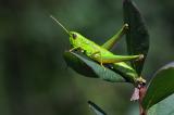 Kleine-Goldschrecke-Euthystira-brachyptera-w-Pfaffenwinkel-PS.jpg