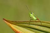 Kleine-Goldschrecke-_Euthystira-brachyptera_-w-Pfaffenwinkel-PS.jpg