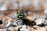 Kleine-Zangenlibelle-(Onychogomphus-forcipatus)-M-PS.jpg