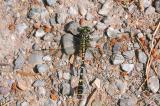 Kleine-Zangenlibelle-(Onychogomphus-forcipatus)-M.jpg