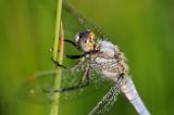 Kleiner-Blaupfeil-(Orthetrum-coerulescens)-M-27.06-PS.jpg