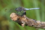 Kleiner-Blaupfeil-_Orthetrum-coerulescens_-Stadtwald-Augsburg-_2_-PS.jpg