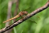 Kleiner-Blaupfeil-_Orthetrum-coerulescens_-w-Stadtwald-Augsburg-_5_-PS.jpg