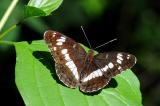 Kleiner-Eisvogel-Limenitis-camilla-m-Lechauen-PS.jpg