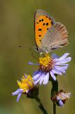 Kleiner-Feuerfalter-Lycaena-phlaeas-Ries-_2_-PS.jpg