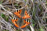 Kleiner-Fuchs-_Aglais-urticae_-Balz-Flugplatzheide-Augsburg-PS.jpg