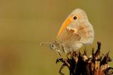 Kleines-Wiesenvoegelchen-Coenonympha-pamphilus-Flugplatzheide-Augsburg-PS.jpg