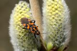 Knappe-Spilostethus-saxatilis-auf---Ohr-Weide-Salix-aurita-2.jpg