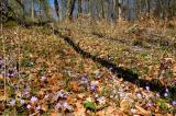 Kraeuterranken-bei-Heroldingen-Ries-Fruehlingsblte--im-lichten-Wald--_1_-PS-2.jpg